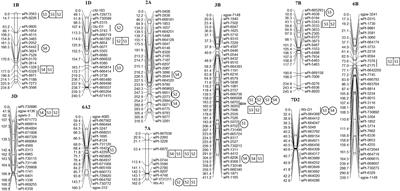 Genetic dissection of protein and starch during wheat grain development using QTL mapping and GWAS